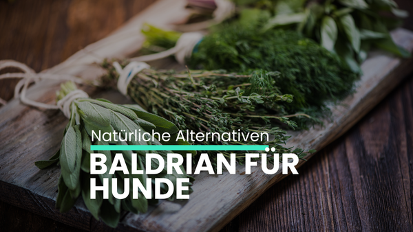 Baldrian für Hunde: Warum viele Hunde es ablehnen – und welche bessere Alternative es gibt