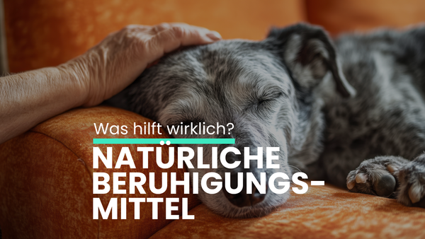 Natürliche Beruhigungsmittel für Hunde – welche Möglichkeiten gibt es?